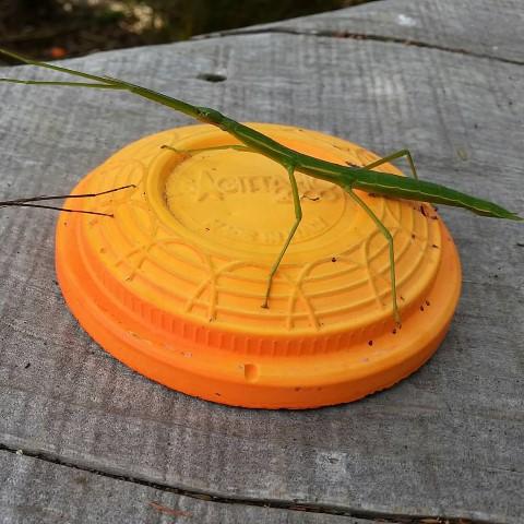 Clay target shooting at Carodale